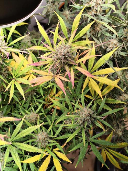 Orange Sherbet Auto von 2Fast4Buds. Week 14