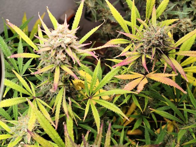 Orange Sherbet Auto von 2Fast4Buds. Week 14