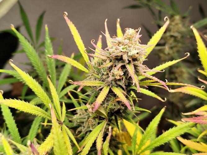 Orange Sherbet Auto von 2Fast4Buds. Week 14