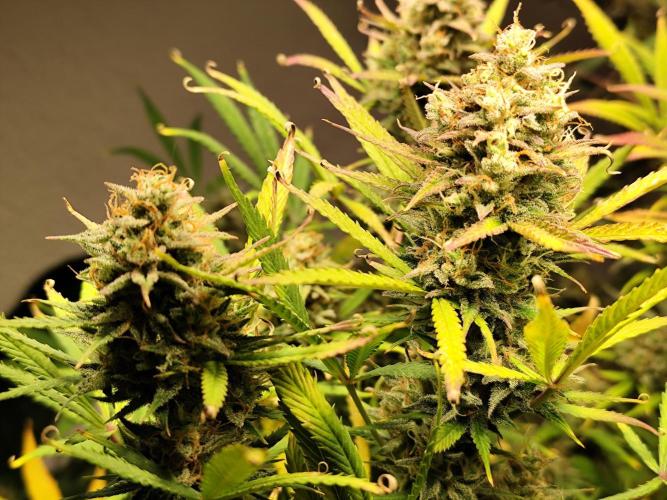 Orange Sherbet Auto von 2Fast4Buds. Week 14