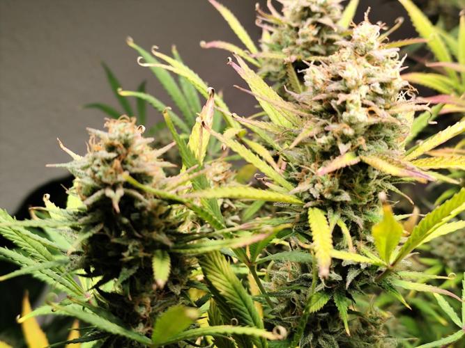 Orange Sherbet Auto von 2Fast4Buds. Week 14