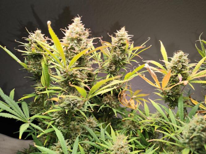 Orange Sherbet Auto von 2Fast4Buds. Week 14 - Tag 101