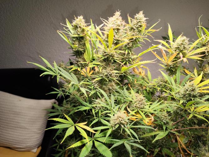 Orange Sherbet Auto von 2Fast4Buds. Week 14