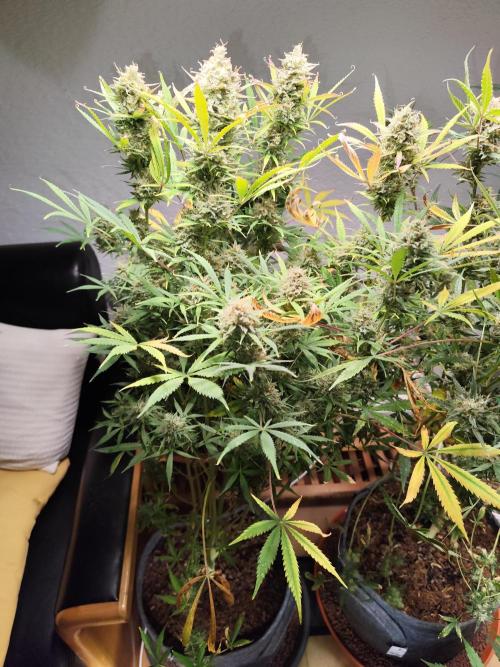 Orange Sherbet Auto von 2Fast4Buds. Week 14