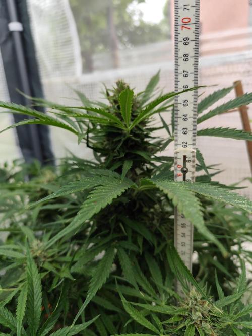 Auto Jack  von Paradise Seeds. Week 14 - Tag 103