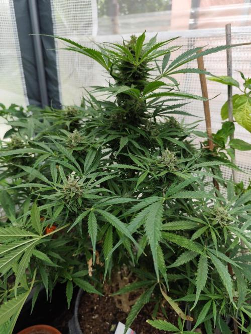 Auto Jack  von Paradise Seeds. Week 14