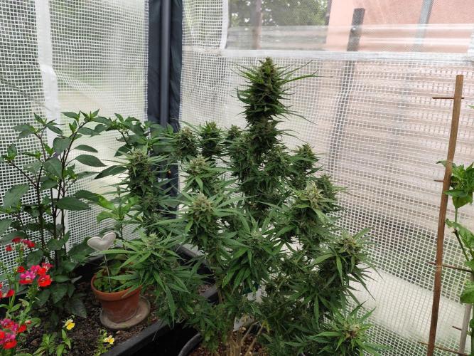Auto Jack  von Paradise Seeds. Week 14