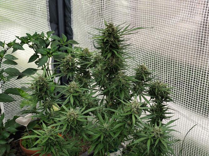 Auto Jack  von Paradise Seeds. Week 14