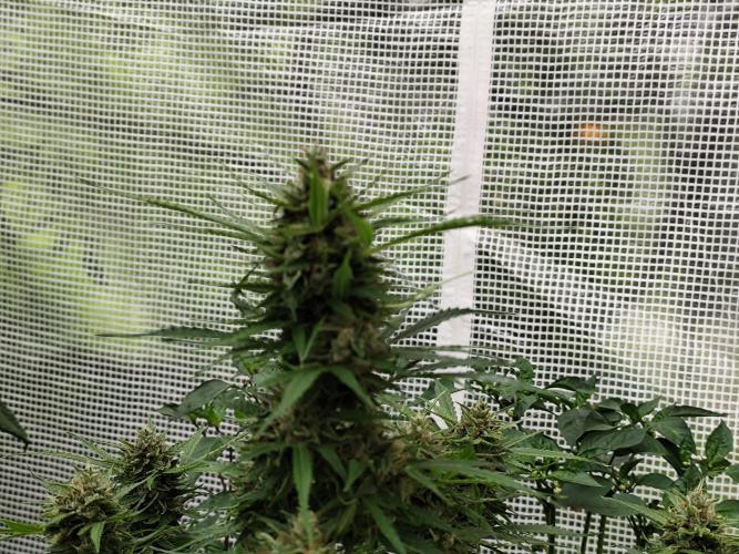 Auto Jack  von Paradise Seeds. Week 14