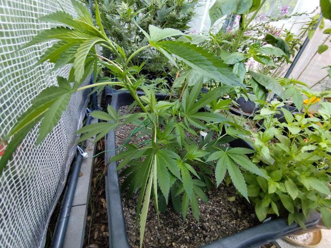 Greenhouse Summer Outdoor Grow 2026. Week 7 - Blueberry von Hanfgarten