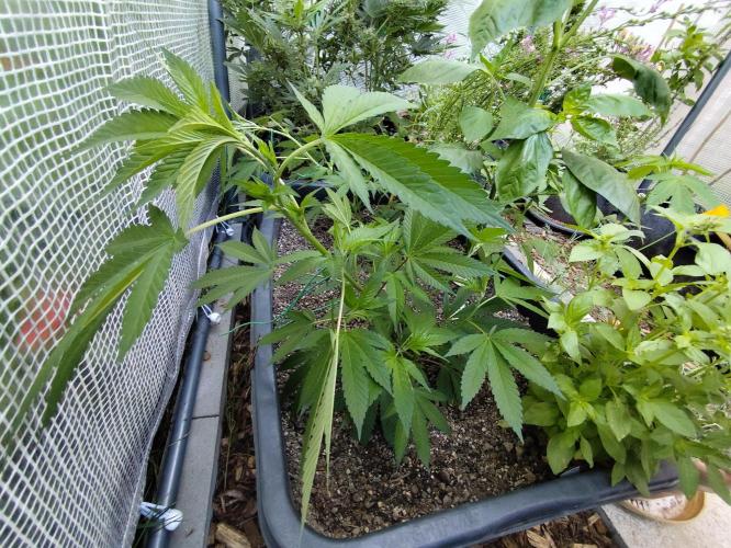 Greenhouse Summer Outdoor Grow 2026. Week 7