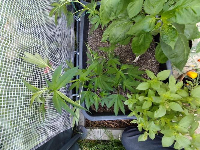 Greenhouse Summer Outdoor Grow 2026. Week 7