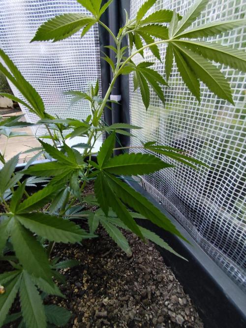 Greenhouse Summer Outdoor Grow 2026. Week 7