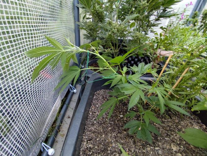Greenhouse Summer Outdoor Grow 2026. Week 7 - Runtz von Hanfgarten