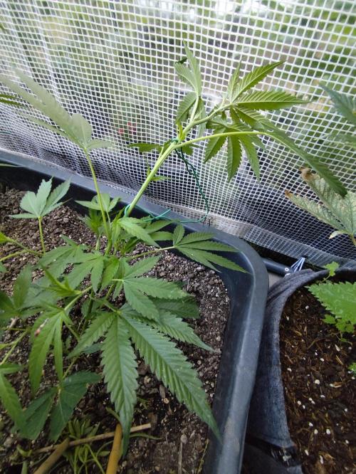 Greenhouse Summer Outdoor Grow 2026. Week 7