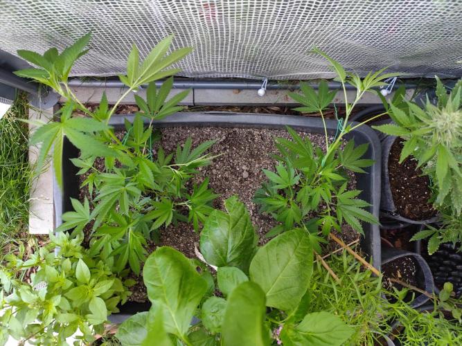 Greenhouse Summer Outdoor Grow 2026. Week 7