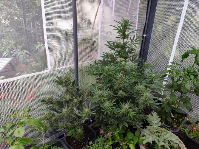 Greenhouse Summer Outdoor Grow 2026. Week 7 - li Guava Auto RF3 FastBuds vo Gelato Auto Zammi hi Gelato Auto F5 FastBuds