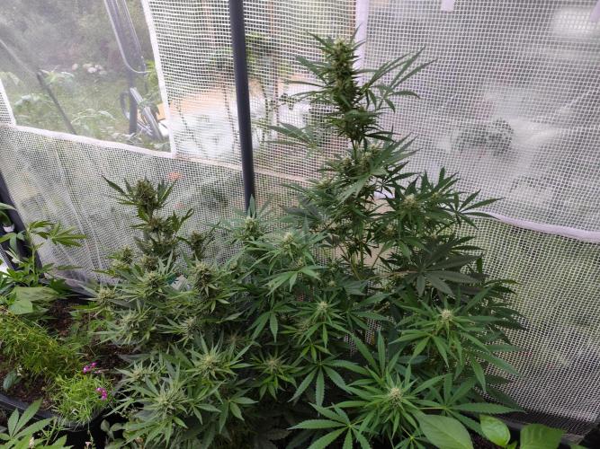 Greenhouse Summer Outdoor Grow 2026. Week 7