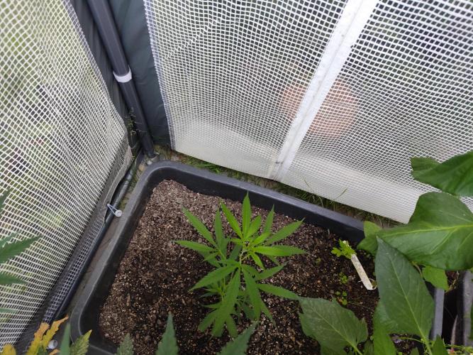 Greenhouse Summer Outdoor Grow 2026. Week 7 - Super Lemon Haze