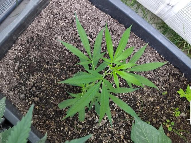 Greenhouse Summer Outdoor Grow 2026. Week 7