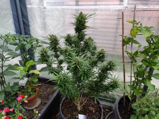 Greenhouse Summer Outdoor Grow 2026. Week 7 - "Jacky" Auto Jack, Jacky White 6th Gen., Paradise Seeds