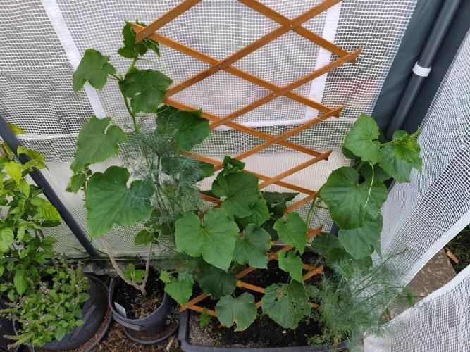 Greenhouse Summer Outdoor Grow 2026. Week 7