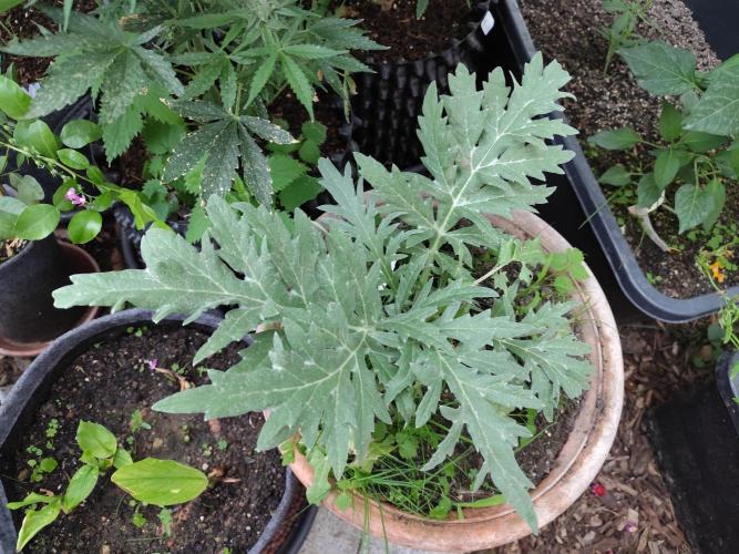 Greenhouse Summer Outdoor Grow 2026. Week 7 - Artischocke