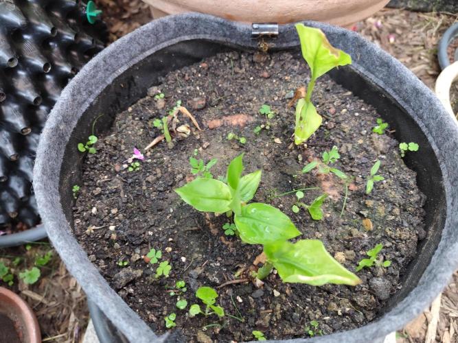 Greenhouse Summer Outdoor Grow 2026. Week 7 - Kurkuma