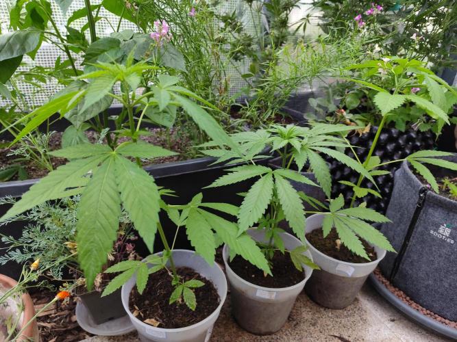 Greenhouse Summer Outdoor Grow 2026. Week 7 - Die drei Grazien