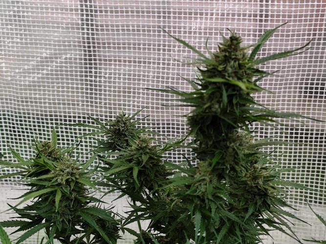 Greenhouse Summer Outdoor Grow 2026. Week 7