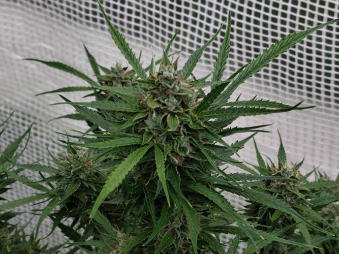 Greenhouse Summer Outdoor Grow 2026. Week 7