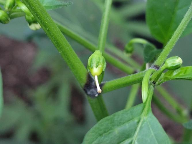 Greenhouse Summer Outdoor Grow 2026. Week 7 - Sarit Gat