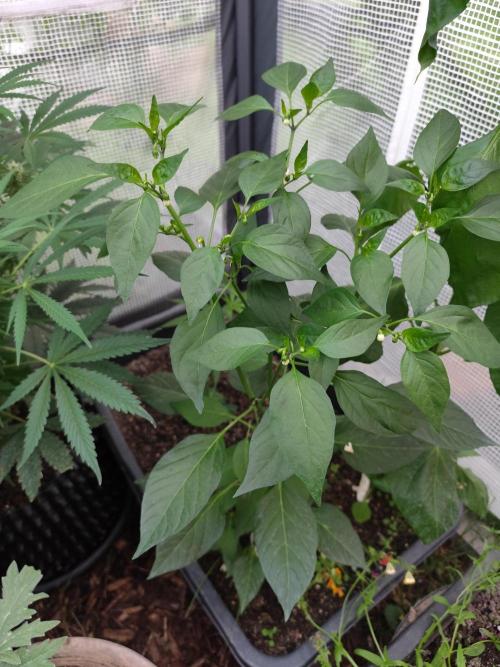 Greenhouse Summer Outdoor Grow 2026. Week 7 - Li Sarit Gat Re Aji Amarillo