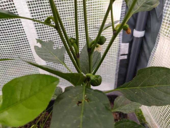 Greenhouse Summer Outdoor Grow 2026. Week 7 - Cherry Bomb