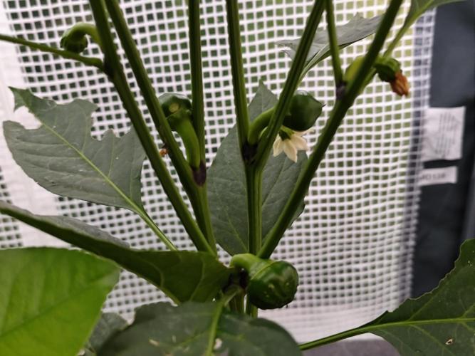 Greenhouse Summer Outdoor Grow 2026. Week 7