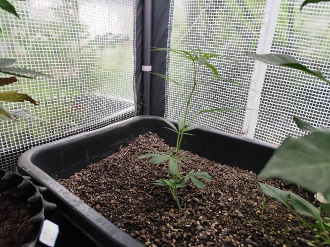 Greenhouse Summer Outdoor Grow 2026. Week 7 - Super Lemon Haze von Hanfgarten