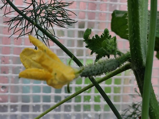 Greenhouse Summer Outdoor Grow 2026. Week 7 - Babygurke