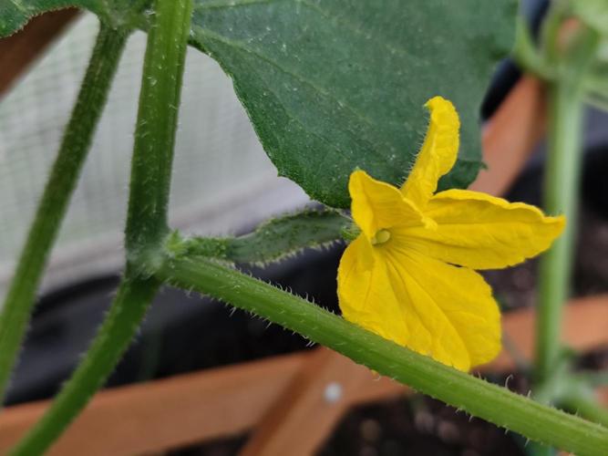 Greenhouse Summer Outdoor Grow 2026. Week 7