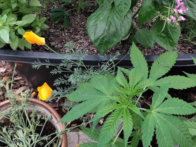 Greenhouse Summer Outdoor Grow 2026. Week 7 - Goldmohn