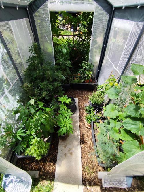 Greenhouse Summer Outdoor Grow 2026. Week 7 - Tag 54