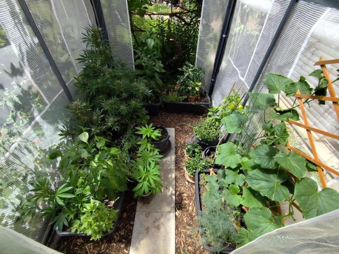Greenhouse Summer Outdoor Grow 2026. Week 7