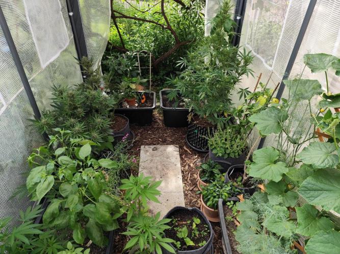 Greenhouse Summer Outdoor Grow 2026. Week 7