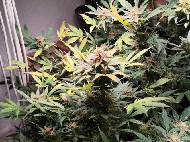 Cafe Racer Autoflower von Blimburn Seeds. Week 15