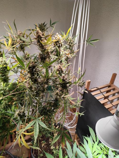 Forbidden Runtz double XL Auto Grower's. Week 15 - Tag 108