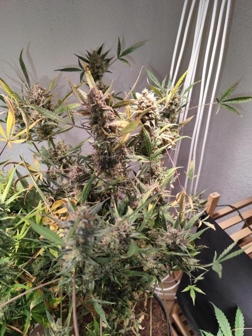 Forbidden Runtz double XL Auto Grower's. Week 15