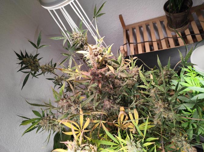 Forbidden Runtz double XL Auto Grower's. Week 15