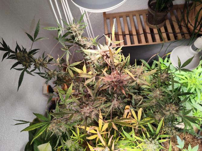 Forbidden Runtz double XL Auto Grower's. Week 15