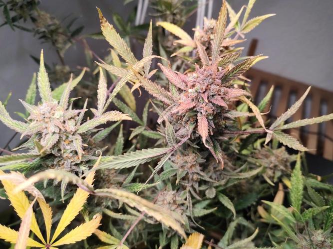 Forbidden Runtz double XL Auto Grower's. Week 15