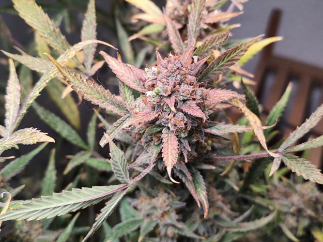 Forbidden Runtz double XL Auto Grower's. Week 15