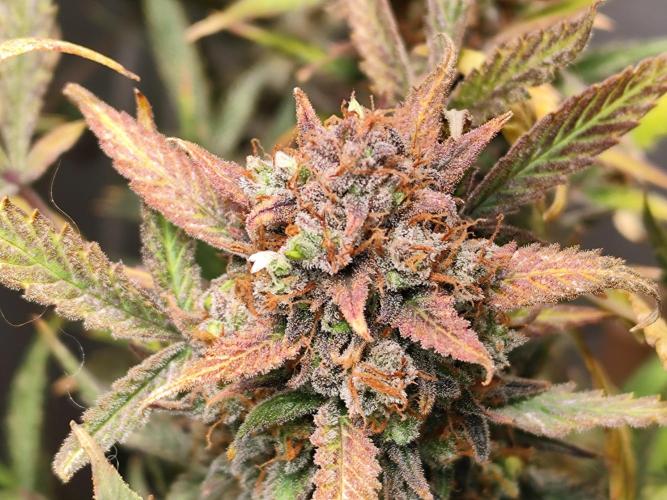 Forbidden Runtz double XL Auto Grower's. Week 15
